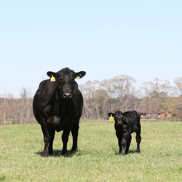 Beef Cattle Production in Georgia